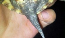 热心肠的大海龟