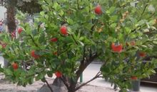 我喜爱的苹果树