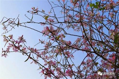 为什么要等来年的花开