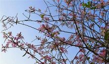 何必等到来年花开