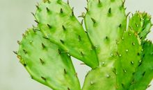 像仙人掌一样成长