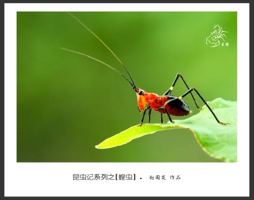 昆虫的启示
