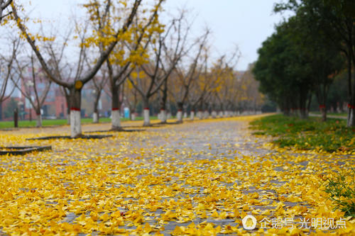 风景如画的校园