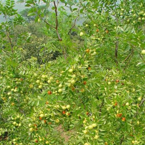 四个季节的枣树