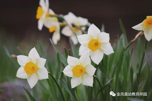 春天明媚美丽