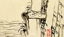 我与老树不得不说的故事