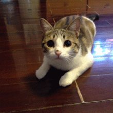 猫喵