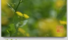 我心中的那一抹春光