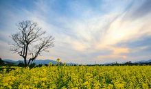 不一样的清明节