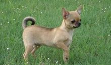 我养的小狗和野生的狗