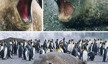 最可怕的动物读后感