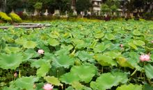 绿色中的一抹光