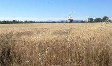 一颗麦子的旅行