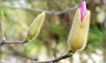 又见枝头长新芽