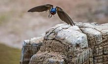 行在江南无觅处