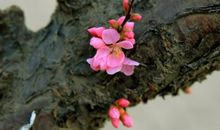 于无色中绽放生命