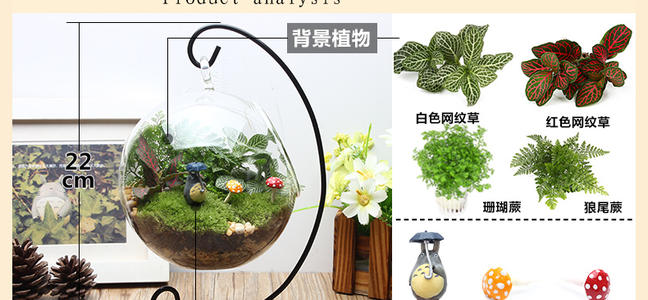 有趣的生态瓶