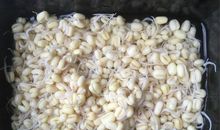 我的小黄豆芽成长记