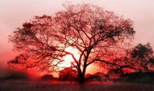 我想成为一棵树