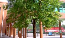 校园里的一棵树