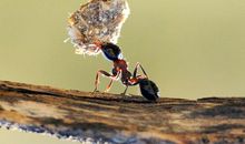 一只顽强的蚂蚁