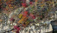 顽强展现生命之美