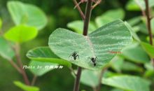 春天里的小蚂蚁