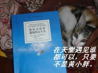 我在天堂遇见了一只猫
