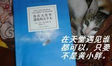 我在天堂遇见猫读后感