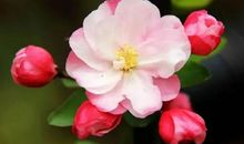 心灵的那朵海棠