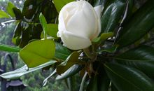 校园里的广玉兰