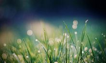 小草也是有生命的