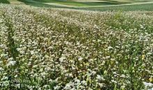 饱含母爱的脚印