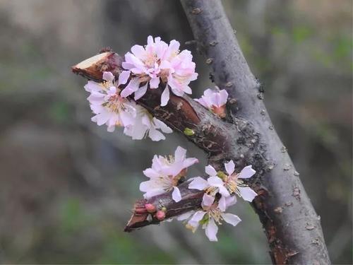 我的心里有花