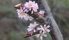 心田有花静静开