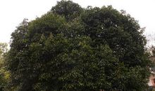 身边的那棵桂花树