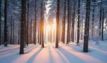 冬日里的一束光