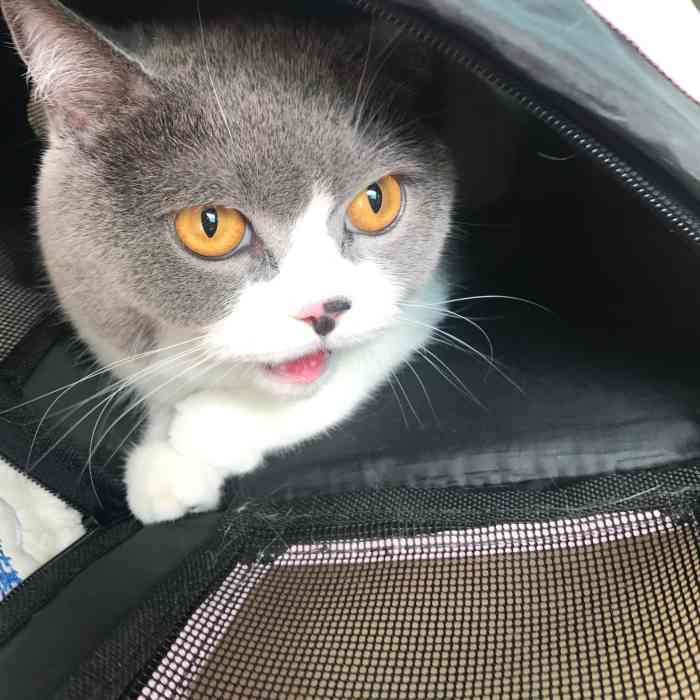 我家的聪明鬼