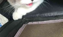 我家里的机灵鬼