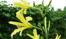 如果有棵忘忧草