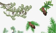 松树，原来你和我一样