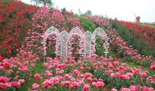 花海赏花度国庆