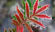 世界上最后一株草