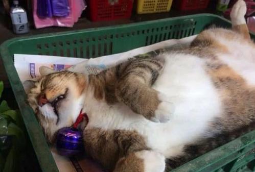 懒猫