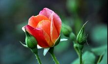 一株玫瑰花的自述