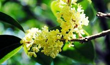 桂花飘香的时节