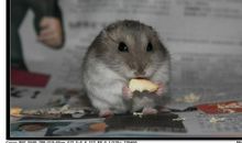 我家的“怪”仓鼠