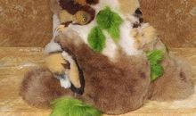 森林动物选美大赛