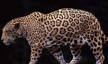 地球上最后一只动物