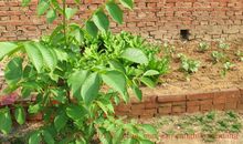 我爱家乡的小院